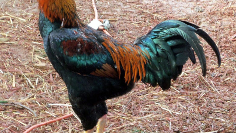 What is Saipan Jungle Fowl Chicken: Profile and Characteristics