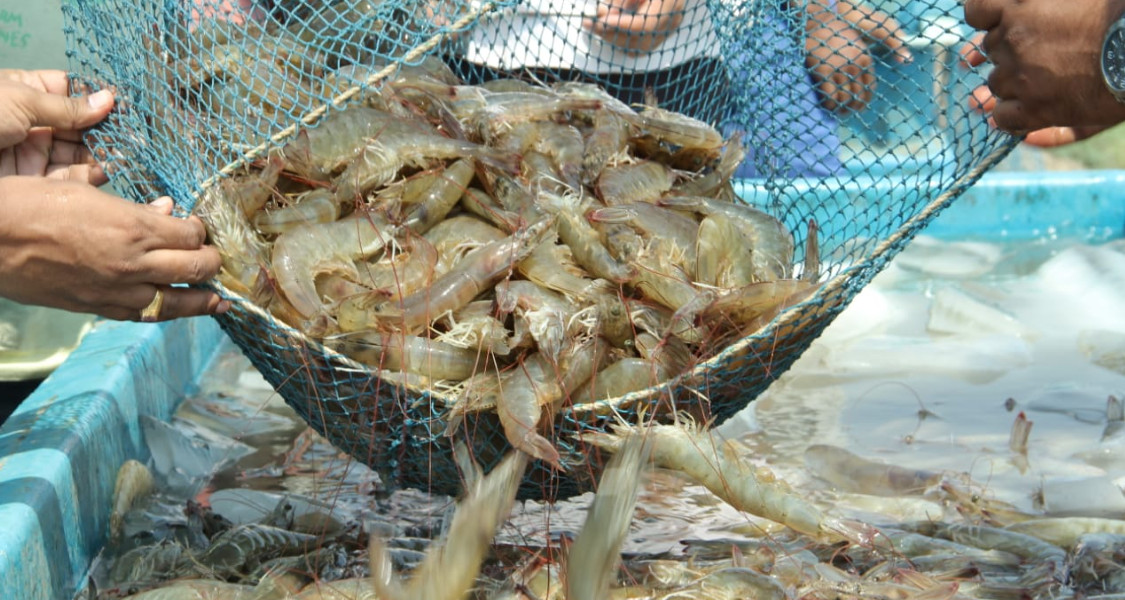 shrimp-farming