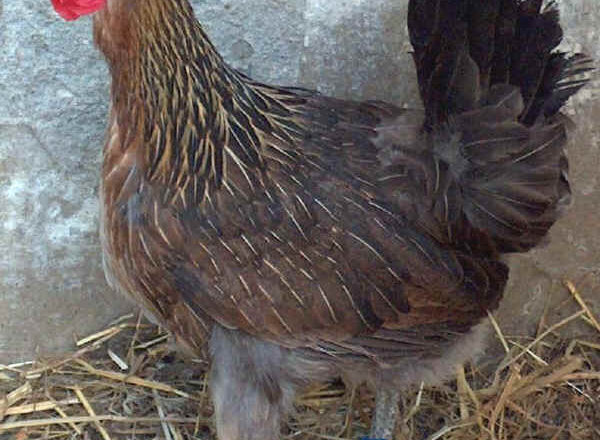 What is Siciliana Chicken Breed: Profile and Characteristics