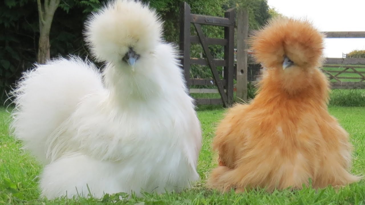 White and Buff Silkies black chicken meat