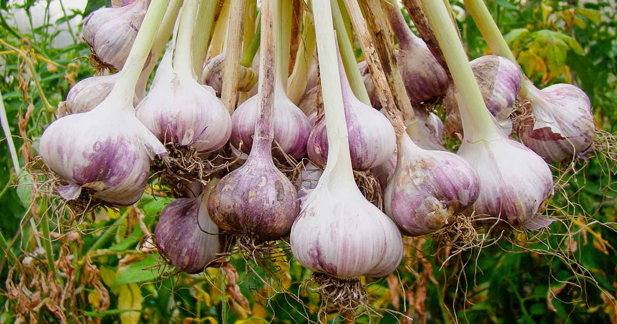 How-to-Grow-Garlic-at-home