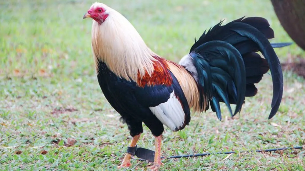 American game fighting cock