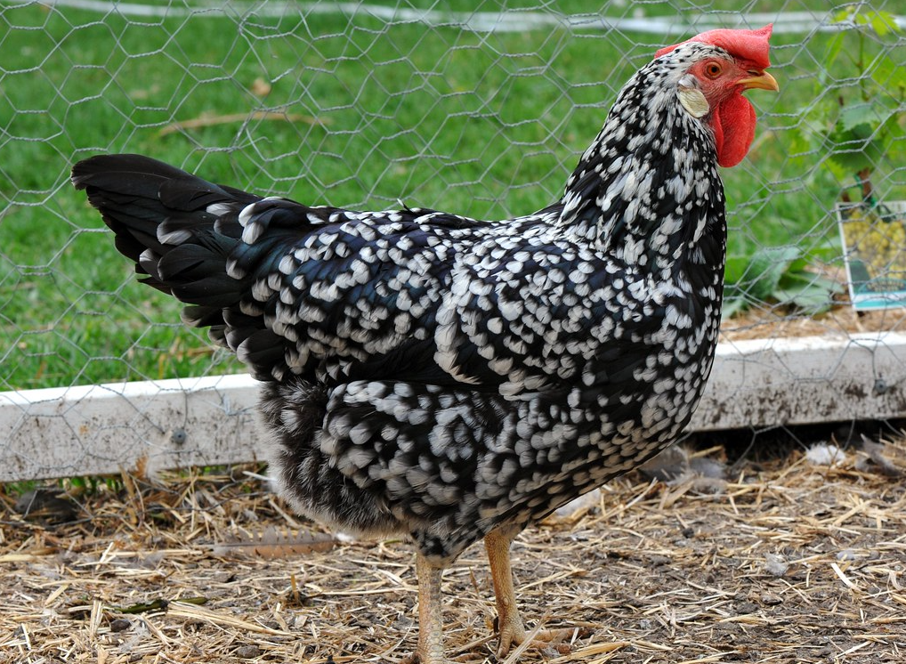 Ancona chicken