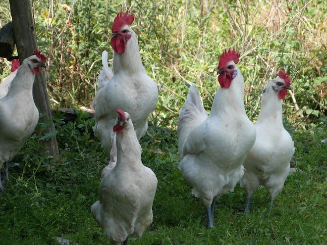 bresse-chicken tasteist chicken breed