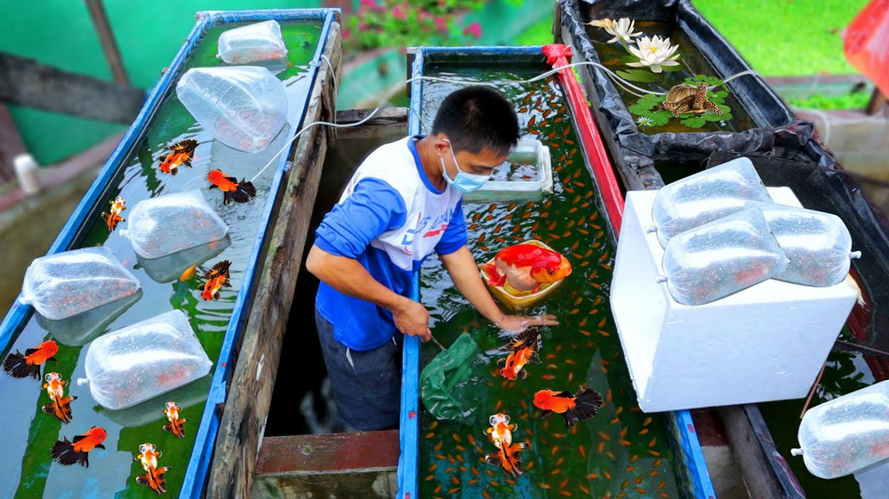 goldfish-farming