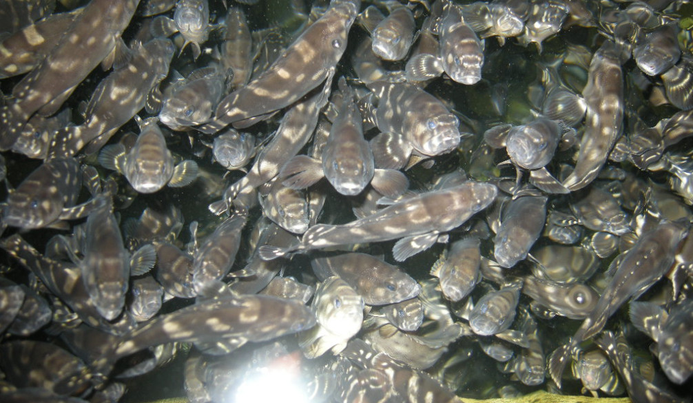 grouper-fish-farming