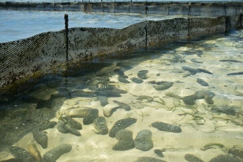 sea-cucumber-farming