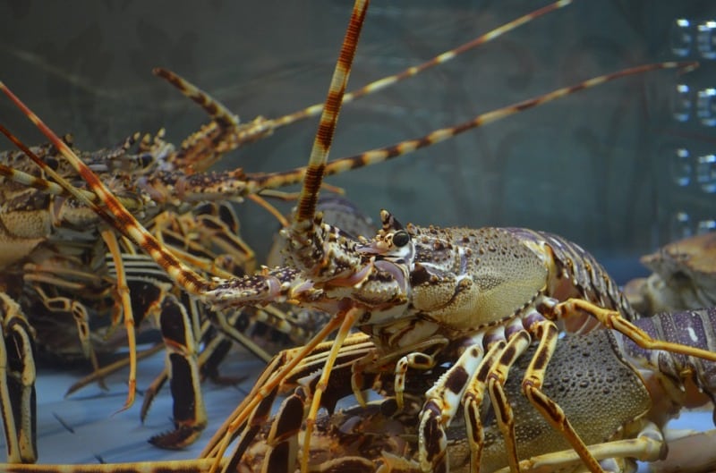 spiny-lobster-farming