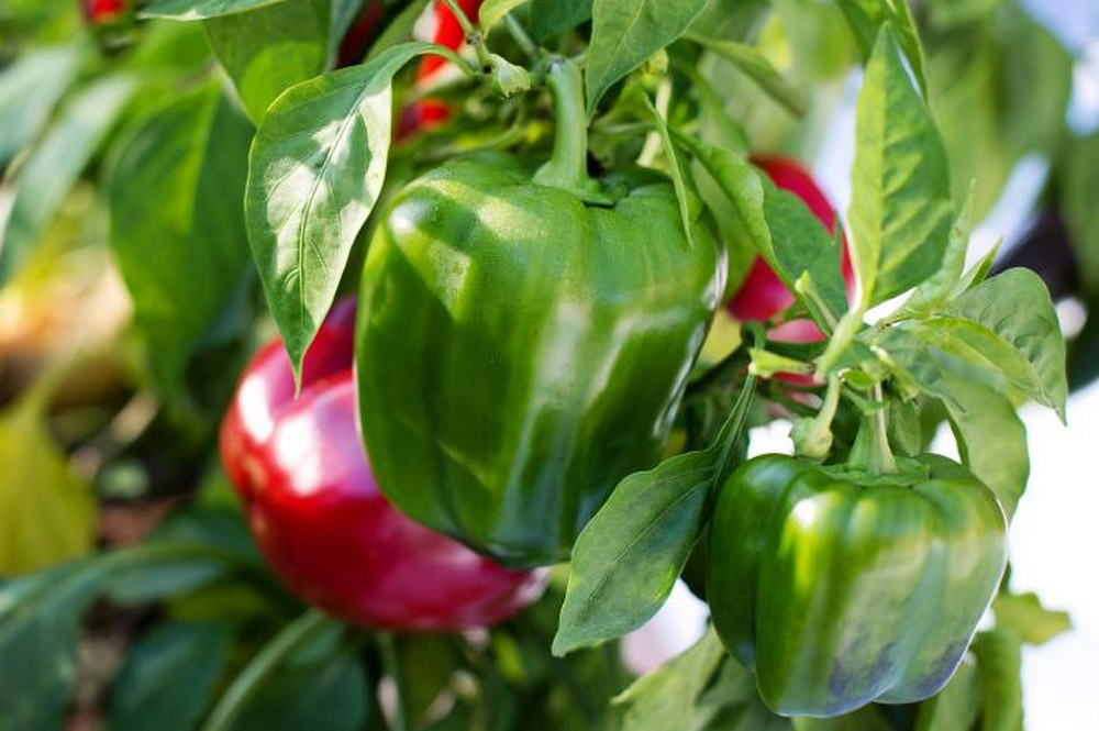 bell-pepper-farming-container gardening
