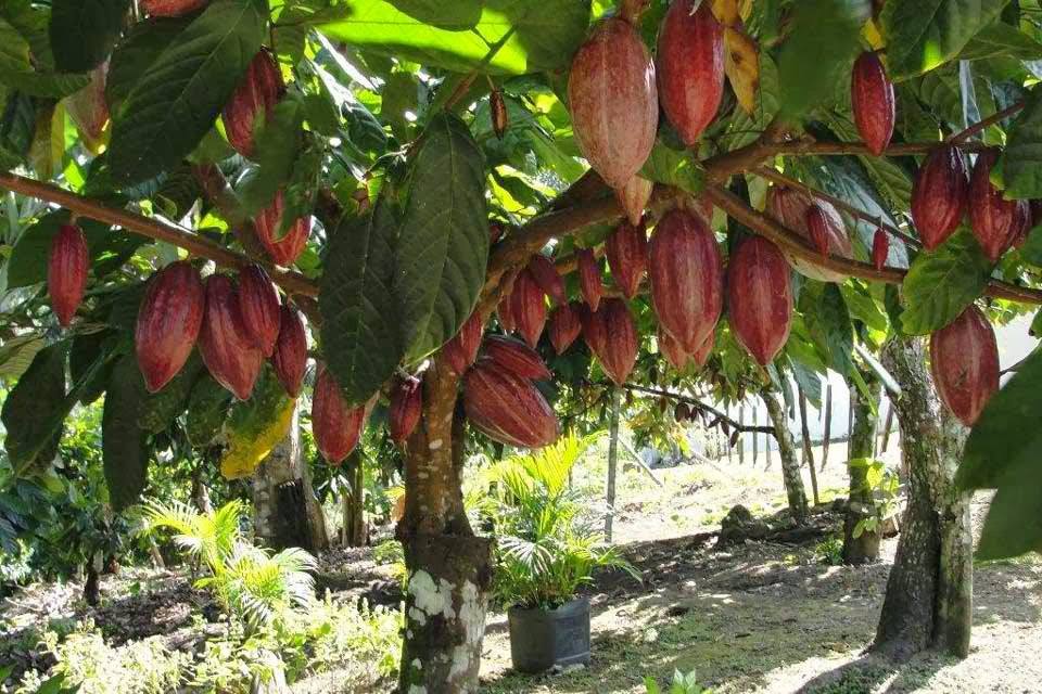 cacao-farming-philippines