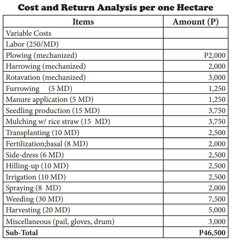 cost-and-return-analysis-of-bell-pepper