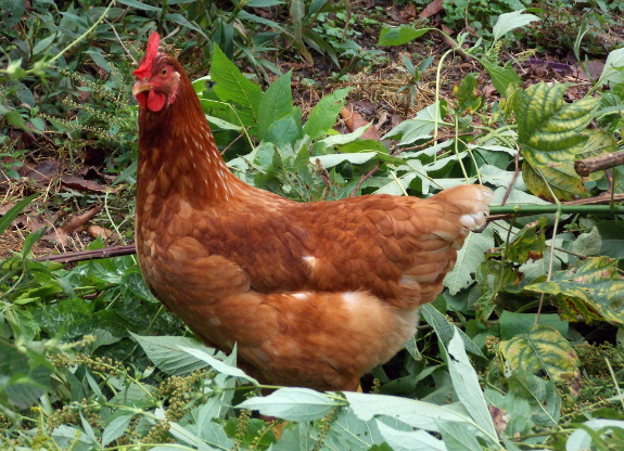 red-star-chicken