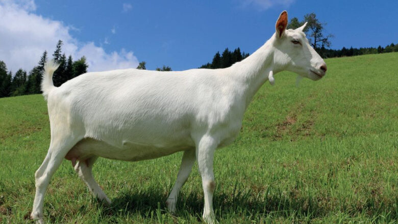 Saanen Goat Profile, Origin, Characteristics, and More