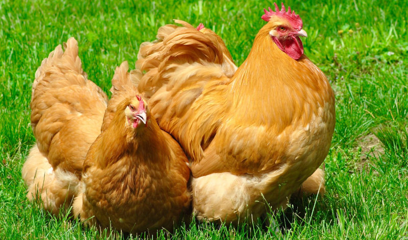buff orpington Friendliest Chickens for Kids