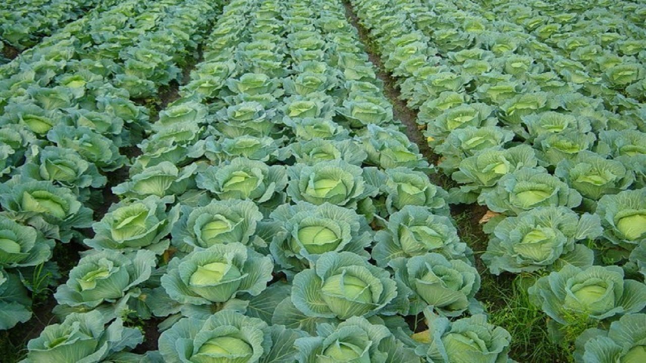 cabbage-farming-philippines