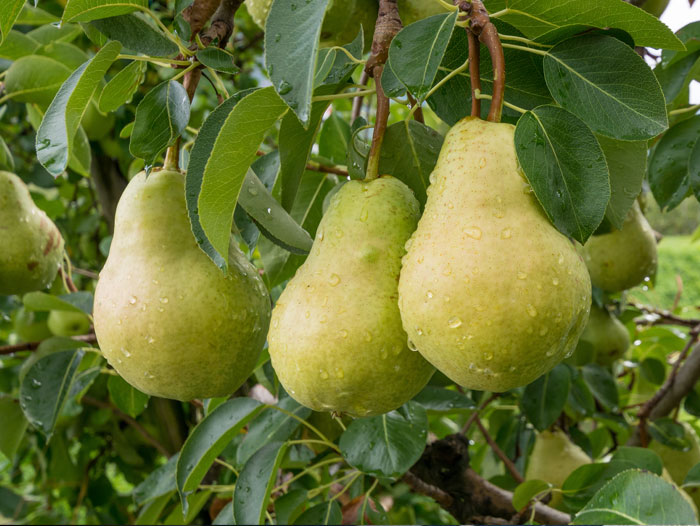 pear-farming