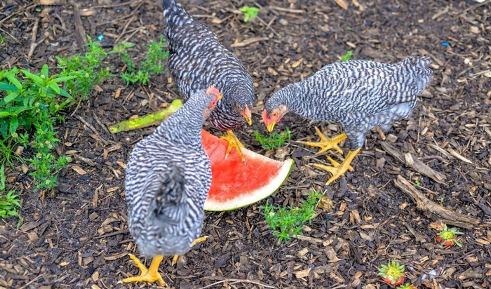 Best-Fruits-for-Your-Chickens