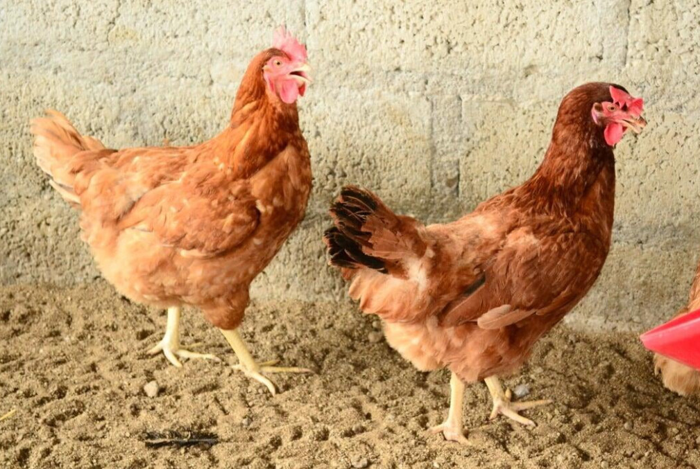 Giriraja-chicken