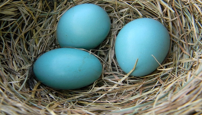 blue-chicken-eggs