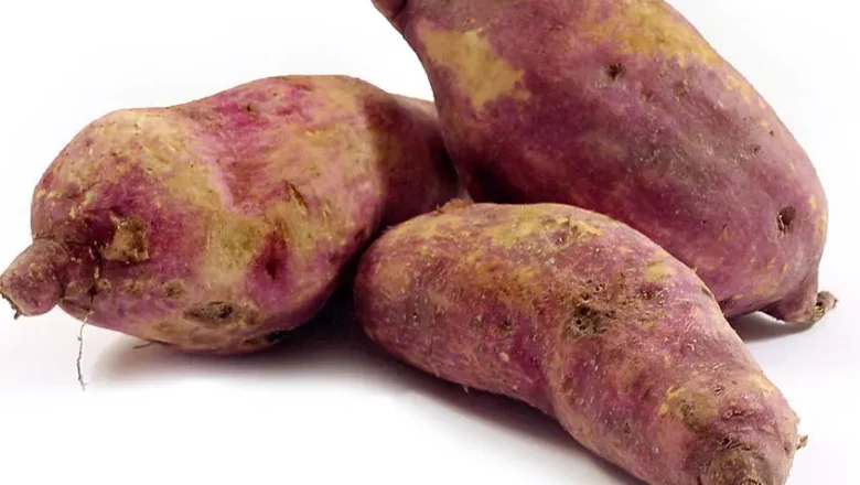 Kamote – 10 Health Benefits of Eating Sweet Potato, and Side Effects
