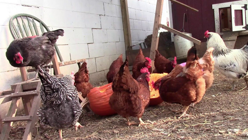 can-chickens-eat-pumpkins