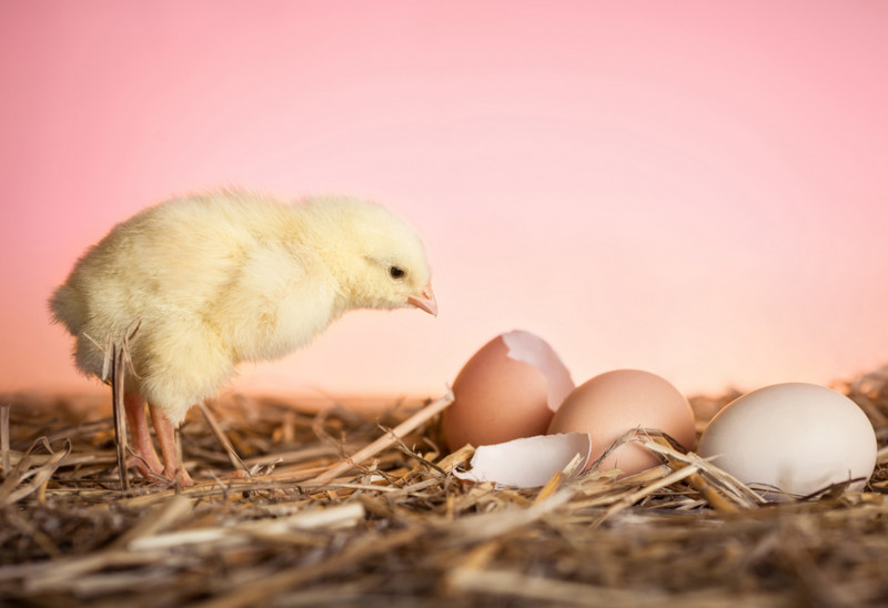 chick breathe inside the egg