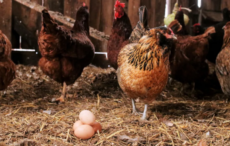 Do Chickens Lay Eggs Without a Rooster? - Food Security