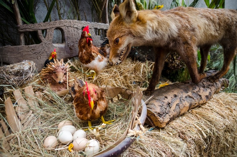 Fox attacking chickens