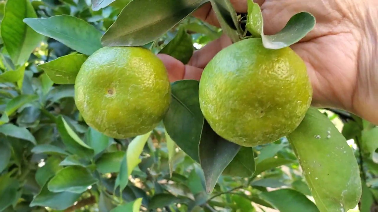 citrus-farming
