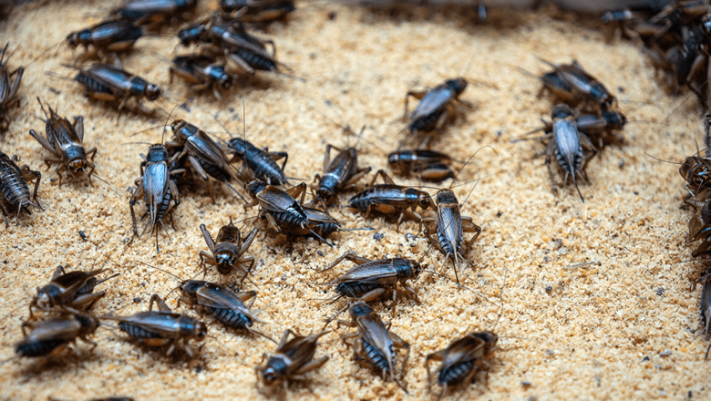 Cricket Farming: How to Grow Crickets for Profit