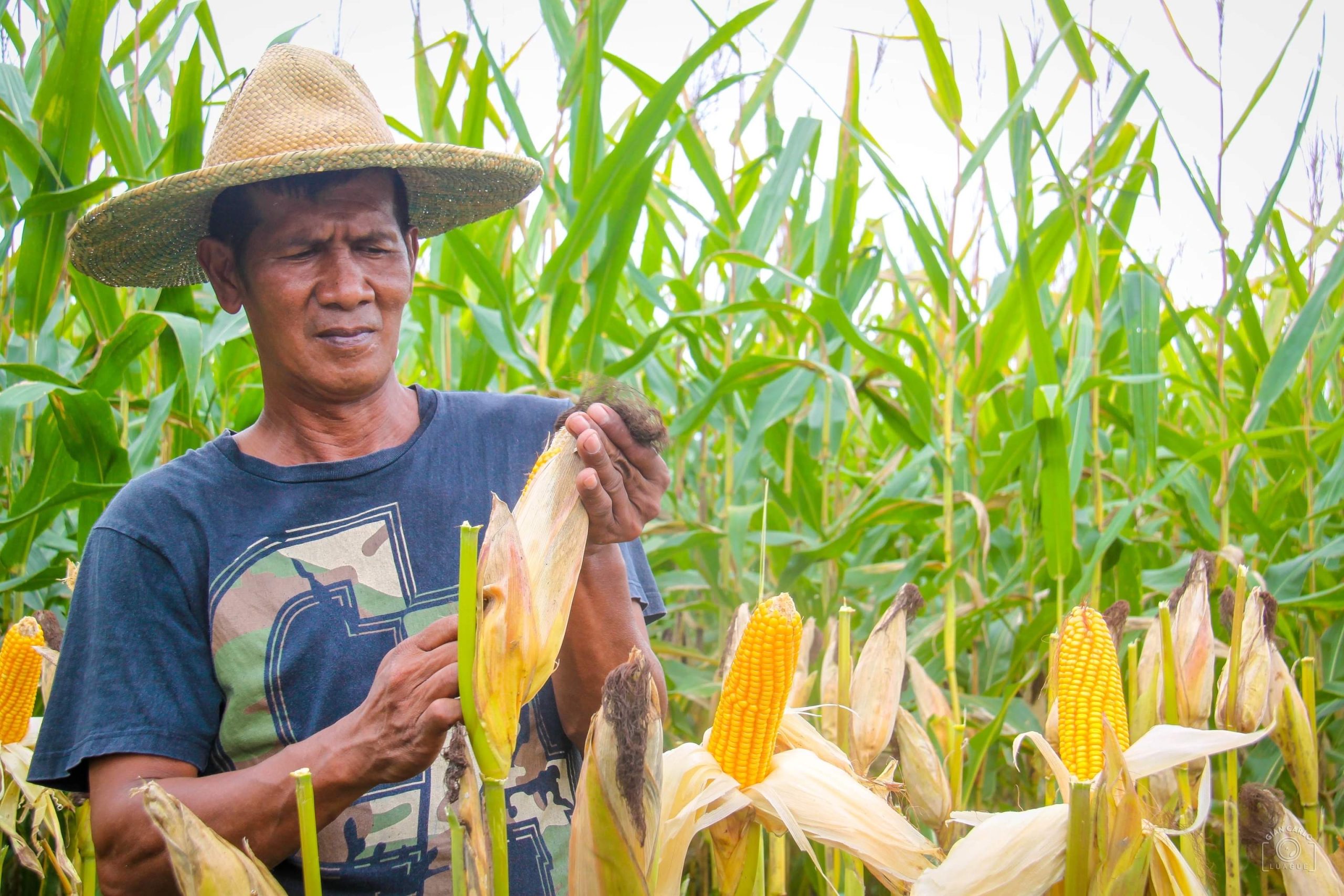 dent-corn-farming
