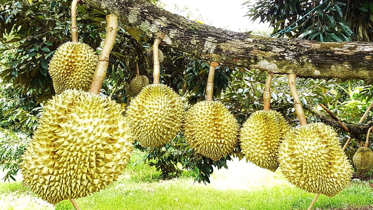 durian-farming