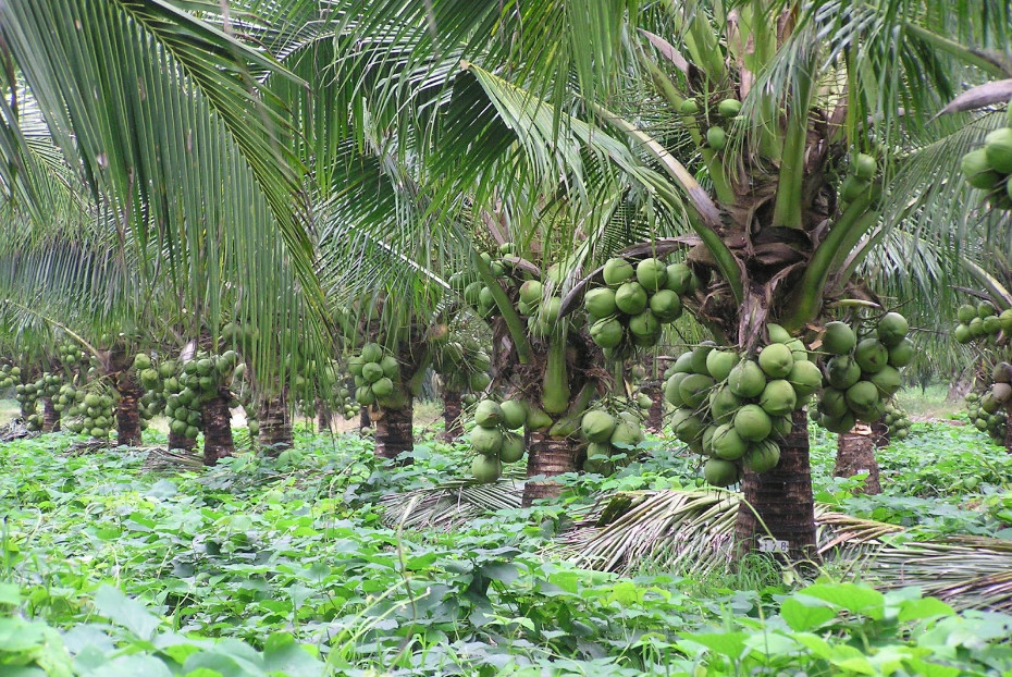 dwarf-coconut-farming