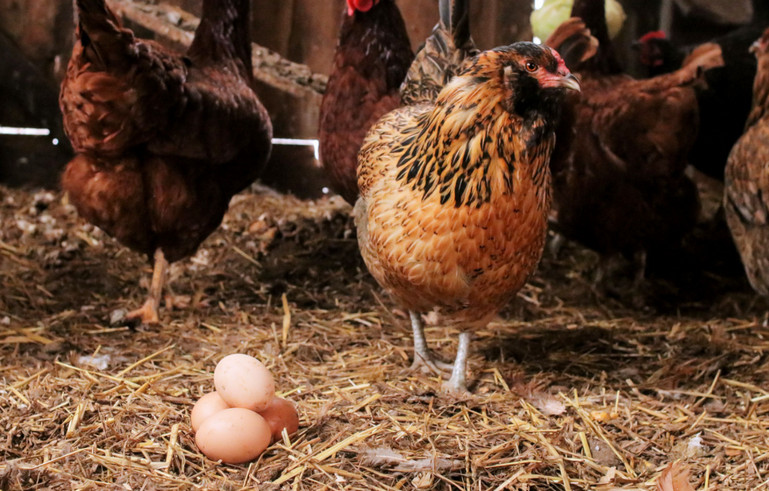 why hens lay eggs outside their nest