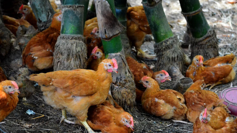7 Types of Chicken Farming Business in the Philippines