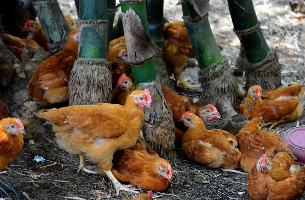 free range chicken farming