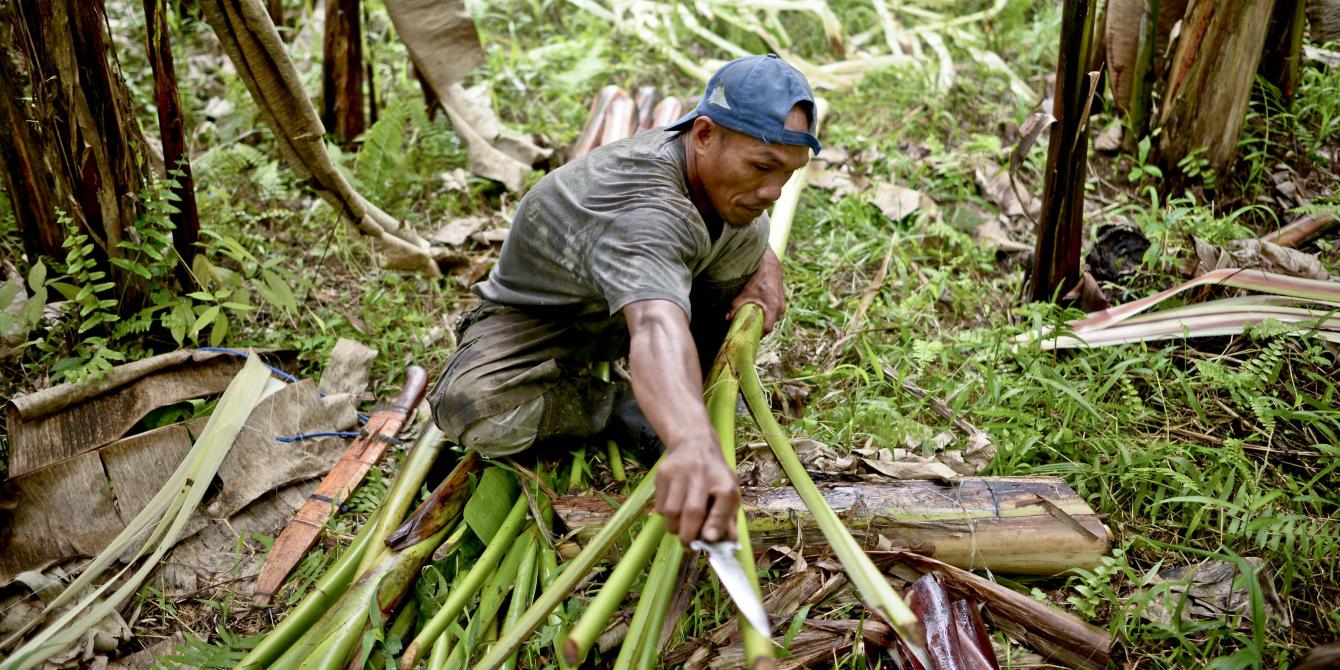 harvesting-abaca