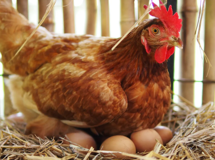 hatching-chicken-eggs-naturally