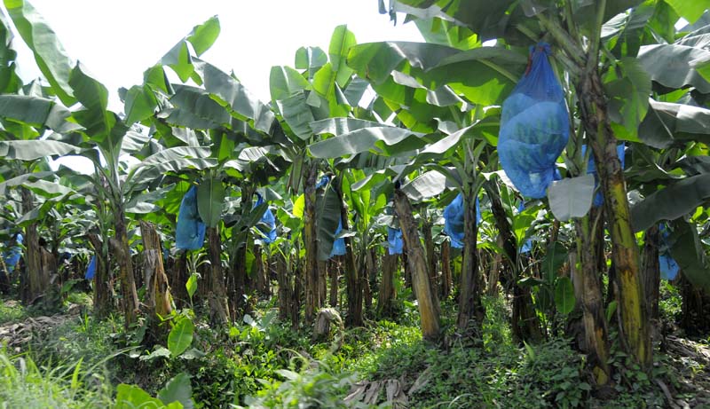 lakatan-banana-farming