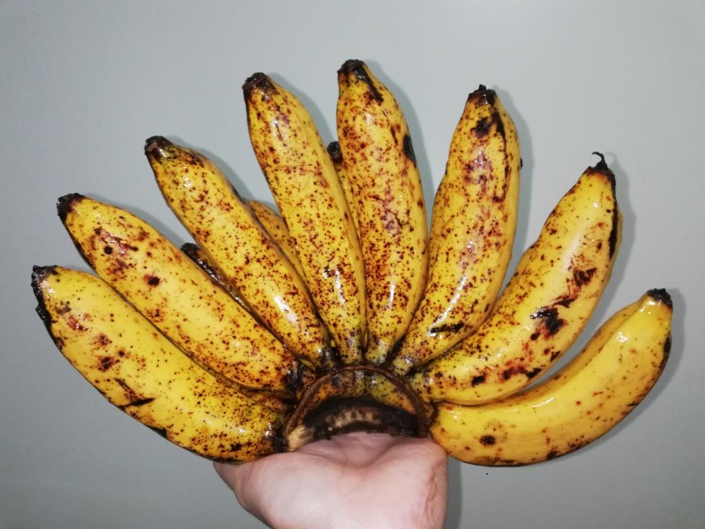 latundan banana varieties