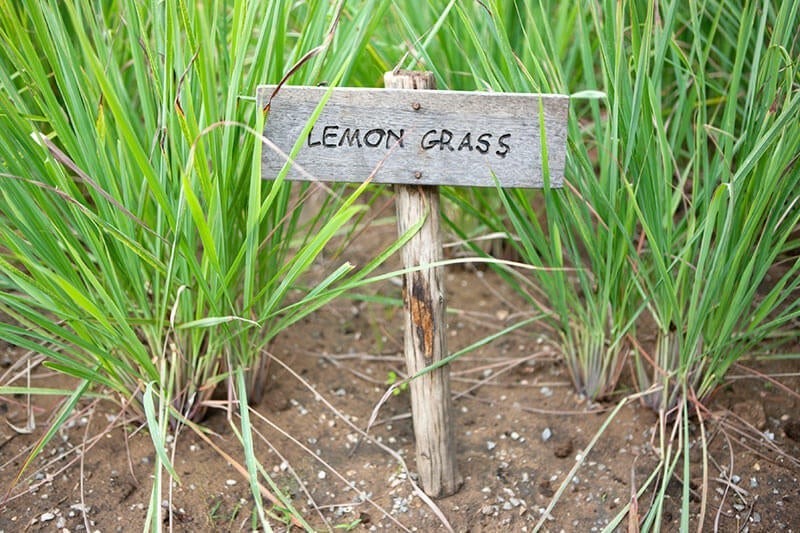 lemongrass-farming