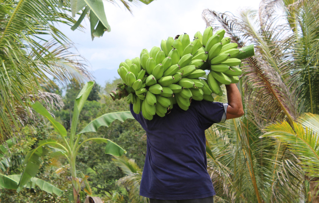 saba-banana-farming