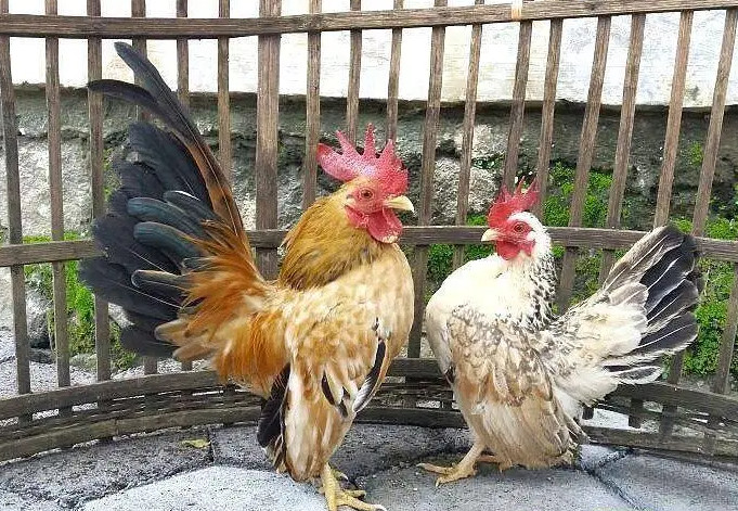 serama-chicken