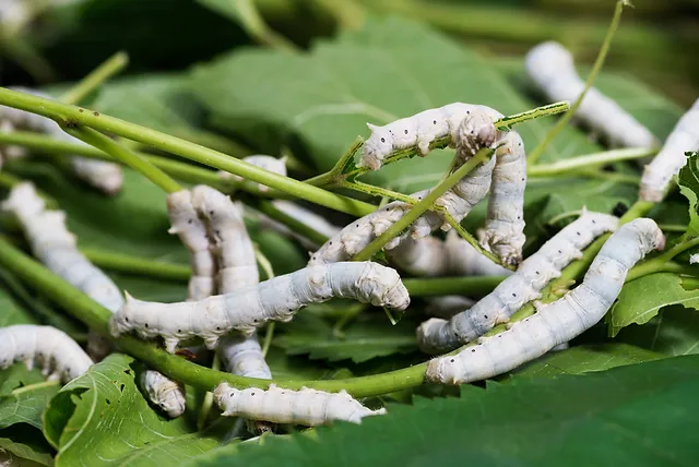 Silkworm Farming: How to Raise Silk Worm for Sutla
