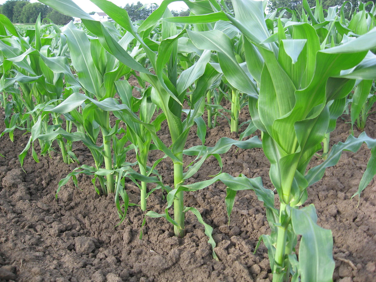 sweet-corn-farming