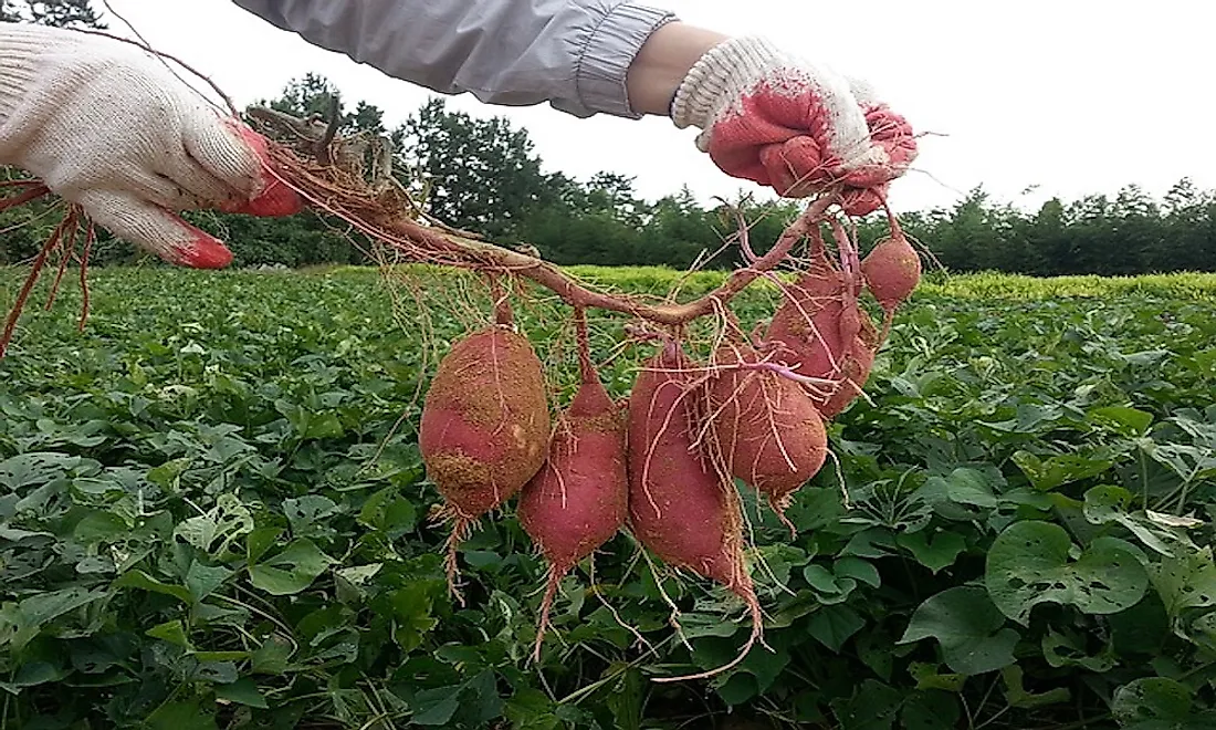 sweet-potato-farming