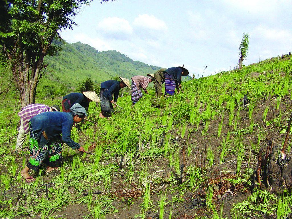 upland-rice-farming