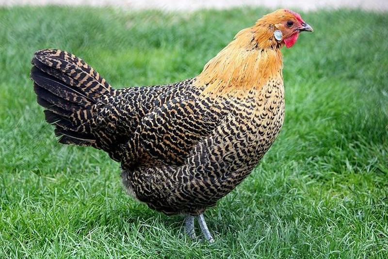 westphalian-chicken