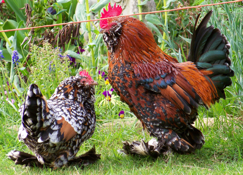 Barbu-dUccle-chickens-with-feathered-feet