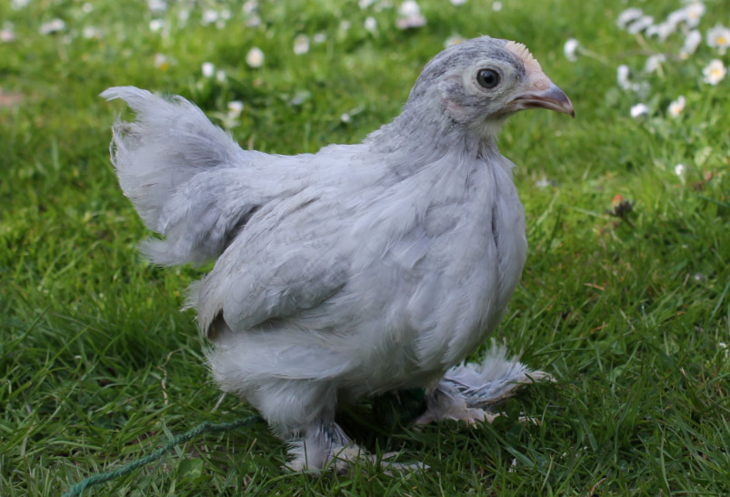 Pekin-Bantam-chicken-with-feathred-legs